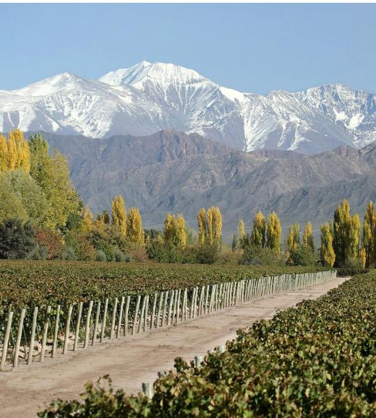 Terrazas De Los Andes